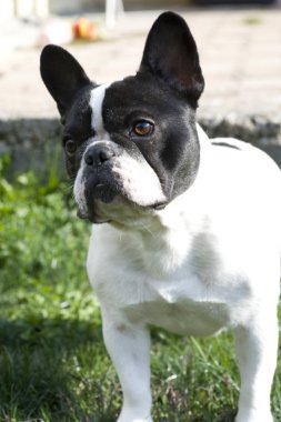 Fransız bulldog suratı.