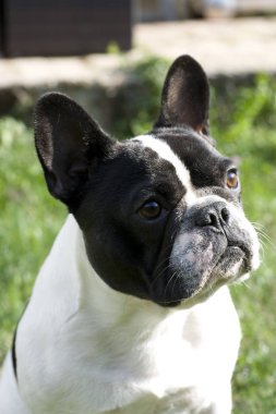 Fransız bulldog suratı.