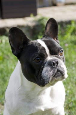 Fransız bulldog suratı.