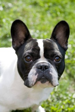 Fransız bulldog suratı.