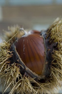 kestane meyve onların gövde