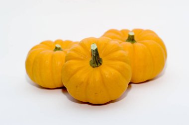 mix of pumpkins