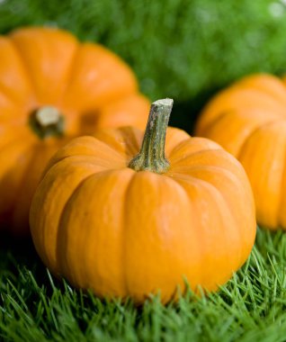 mix of pumpkins