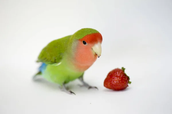 Agapornis liebe vogel — Stockfoto