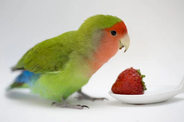 Agapornis liebe vogel — Stockfoto