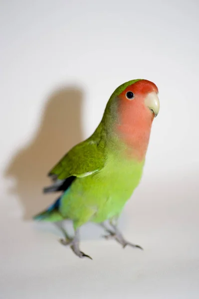 Agapornis roseicollis liefde vogel — Stockfoto