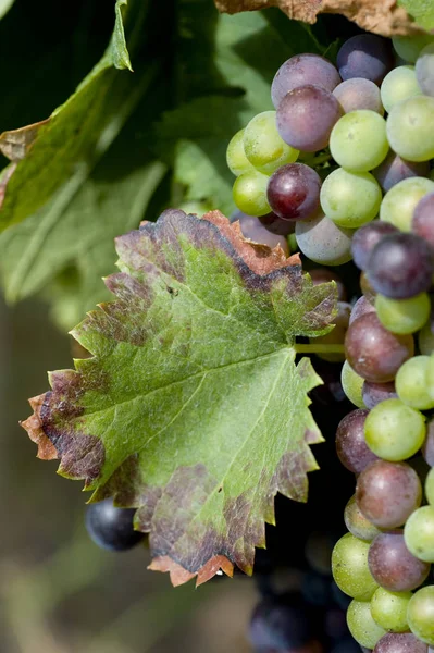 French vines in bordeaux — Stock Photo, Image