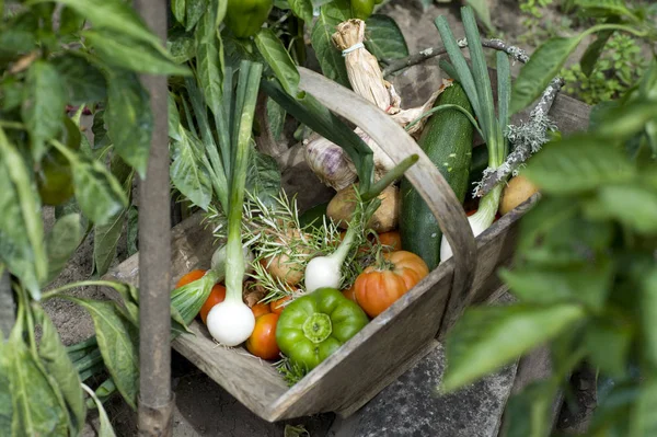 Basket of vegetables — Stock Photo, Image