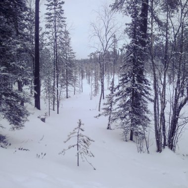 lapland ormanda