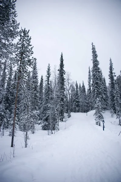 Bosque en Laponia — Foto de Stock
