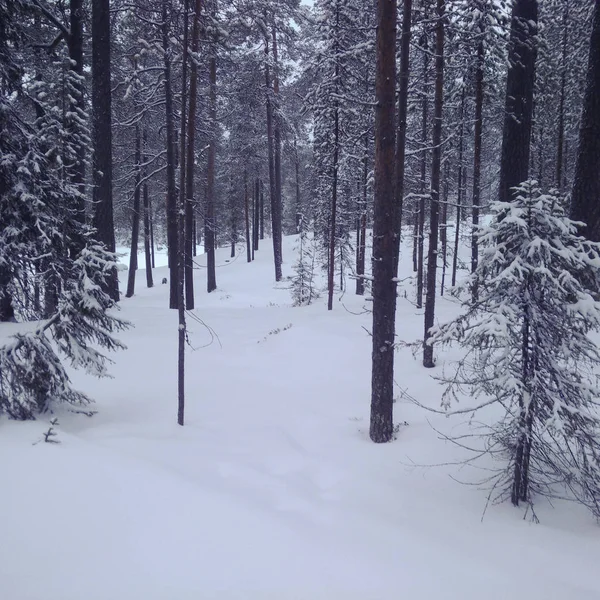 Лес в Лапландии — стоковое фото