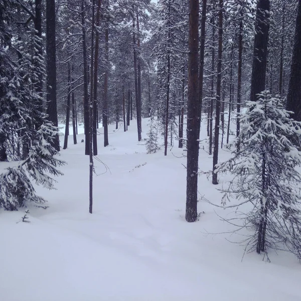 Bosque en Laponia — Foto de Stock