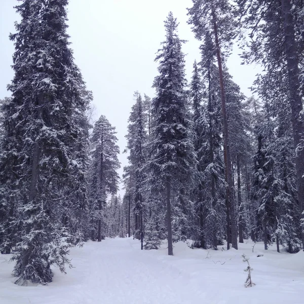 Bosque en Laponia — Foto de Stock