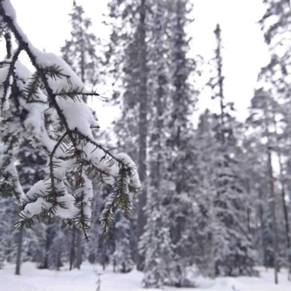 Bosque en Laponia — Foto de Stock