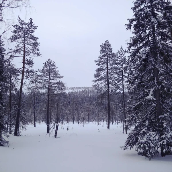 Bosque en Laponia — Foto de Stock