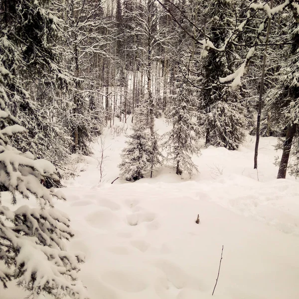 Ліс в Лапландії — стокове фото