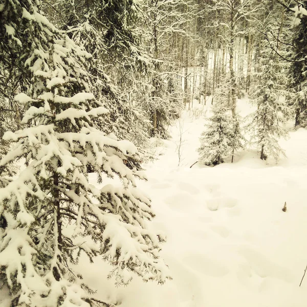 Ліс в Лапландії — стокове фото