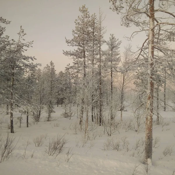 Лес в Лапландии — стоковое фото