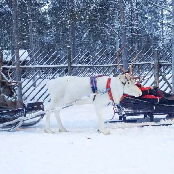 Renar i Lappland — Stockfoto