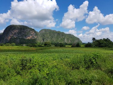 vinales kenti