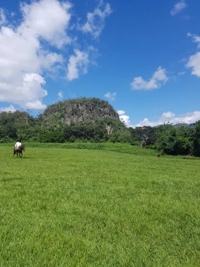 vinales kenti