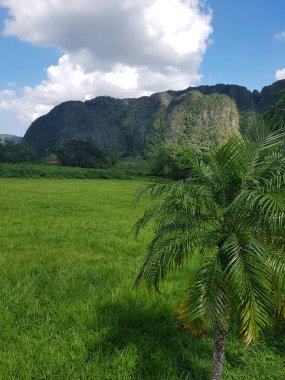 vinales kenti