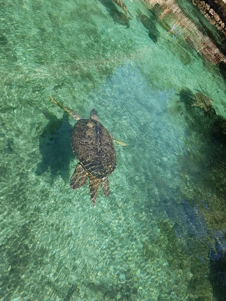 Черепахи в скатете — стоковое фото