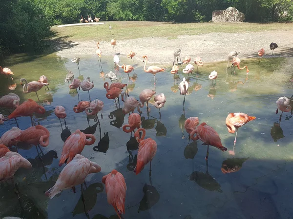 Fenicotteri rosa in xcaret — Foto Stock