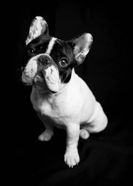 Ritratto Bulldog Francese Studio — Foto Stock