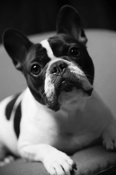 Franse Bulldog Portret Studio Stockfoto