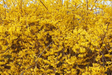 Hor çiçeği, sarı bahar çiçekleri doku