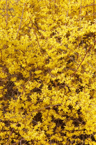 Forsythia, yellow spring flowers texture — Stock Photo, Image