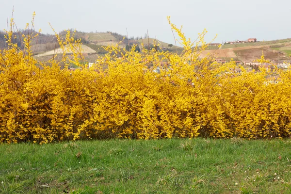 レンギョウ、黄色い春の花ヘッジ — ストック写真