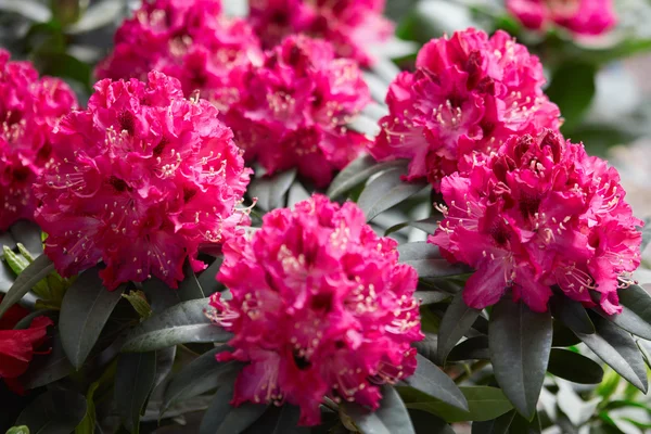 Rhododendron rosa flores rojas —  Fotos de Stock