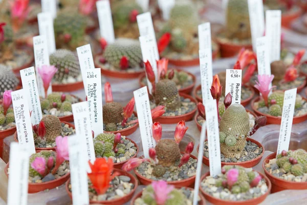 Colección de plantas suculentas en macetas pequeñas —  Fotos de Stock