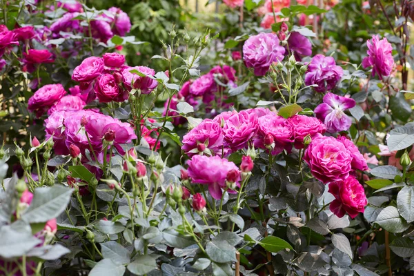 Jardín de rosas con rosas rosadas —  Fotos de Stock