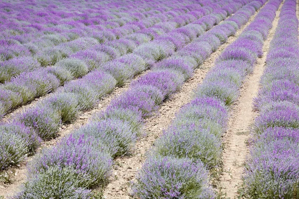 薰衣草南沿紫色盛开在意大利皮埃蒙特 — 图库照片