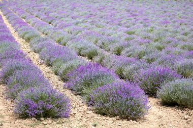 Provence, Fransa 'daki güzel lavanta tarlası