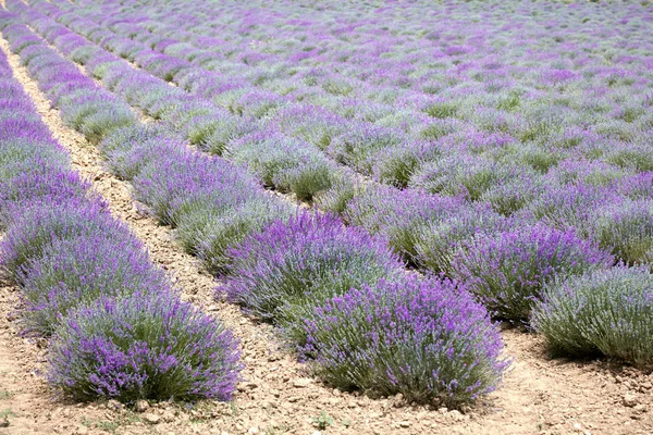 Provence, Fransa 'daki güzel lavanta tarlası