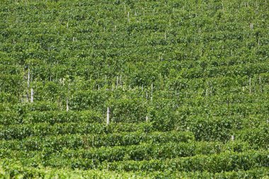 Yeşil üzüm bağları doku arka plan