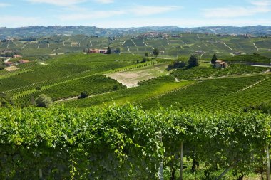 Yeşil üzüm bağları ve güneşli bir gün tepelerde Piedmont, İtalya