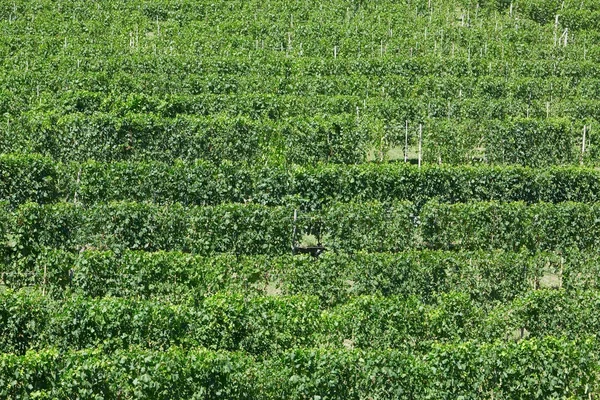 Viñedos, fondo de patrón verde en un día soleado — Foto de Stock
