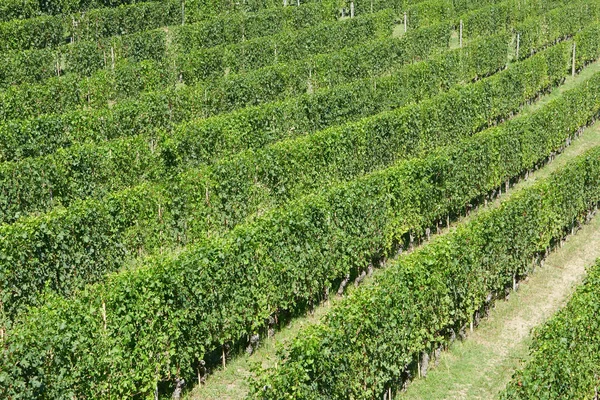 Viñedos verdes en un día soleado, vista de ángulo alto — Foto de Stock