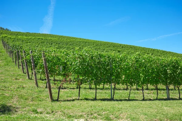 Viñedos en un día soleado cielo azul claro — Foto de Stock