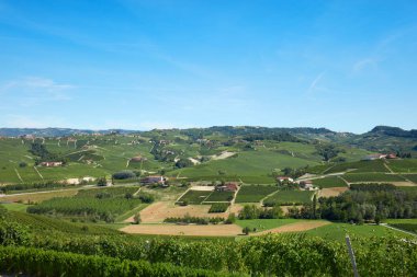 Üzüm bağları ve alanları, Langhe hills Piedmont, İtalya ile yeşil kırsal
