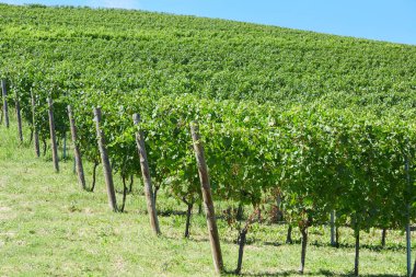 Güneşli bir gün, mavi gökyüzü Hill'de Yeşil üzüm bağları