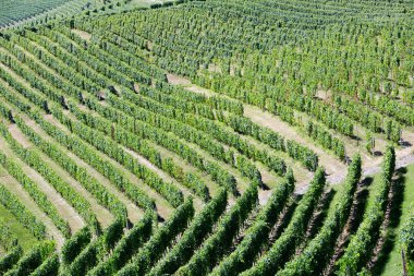 Tepenin arka planda bir güneşli yaz günü üzerinde Yeşil üzüm bağları