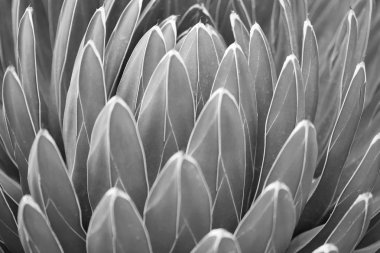 Agav Kraliçe Viktorya doku arka plan, siyah ve Beyaz yaprakları