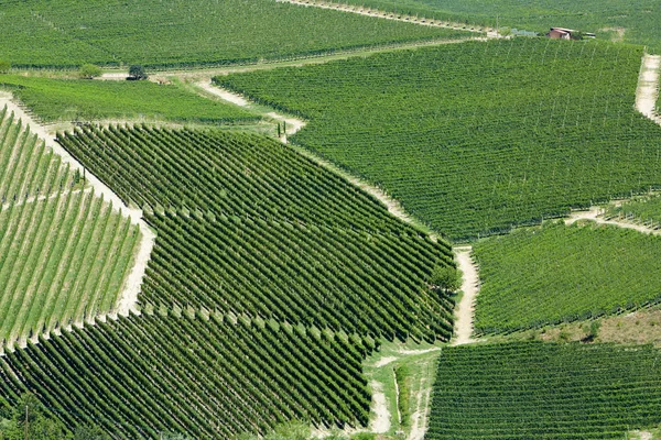 Vista Aérea Los Viñedos Día Soleado Piamonte Italia — Foto de Stock