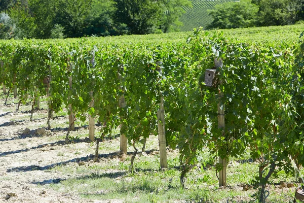 Vigneti Verdi Con Piccolo Nido Uccelli Legno Una Giornata Sole — Foto Stock